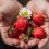 Les clés d’une alimentation équilibrée au travail : comment bien se nourrir pour être performant
