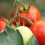 Optimiser votre alimentation au bureau : des conseils pour rester en forme et productif